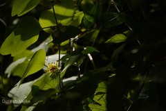 Passiflora holosericea